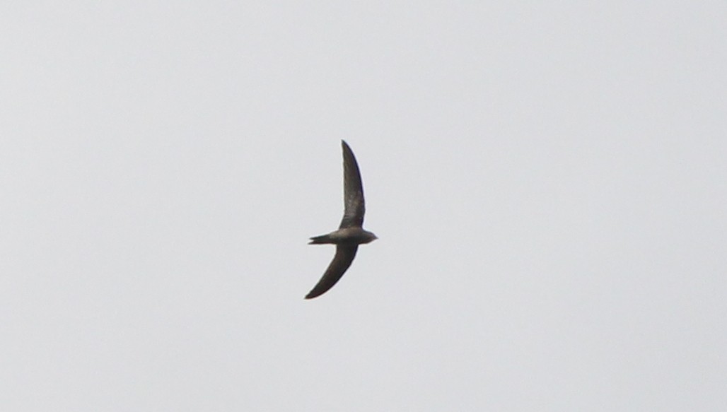 Common Swift - ML626036735