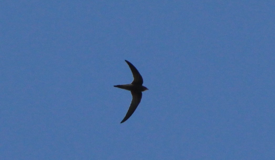 Common Swift - ML626036736