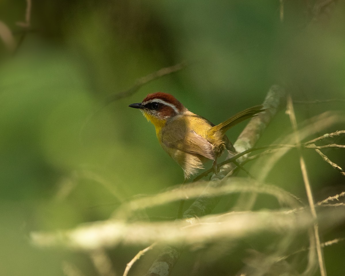 Rufous-capped Warbler - ML626036742