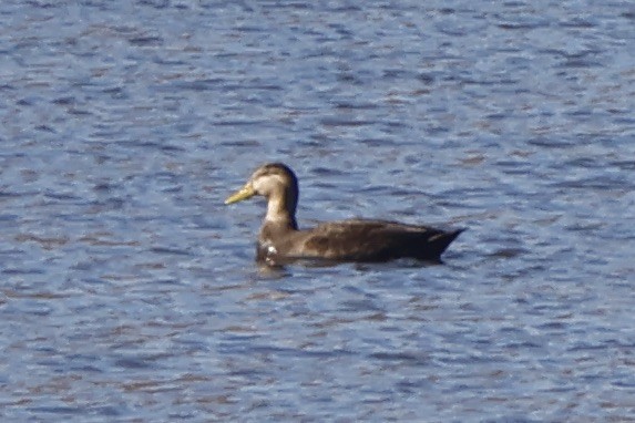 Canard noir - ML626036757