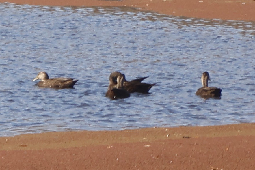 Canard noir - ML626036758