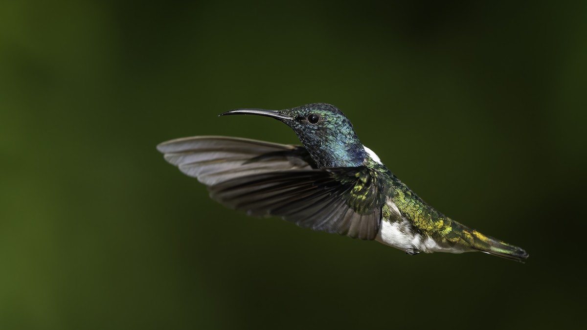 White-necked Jacobin - ML626036762