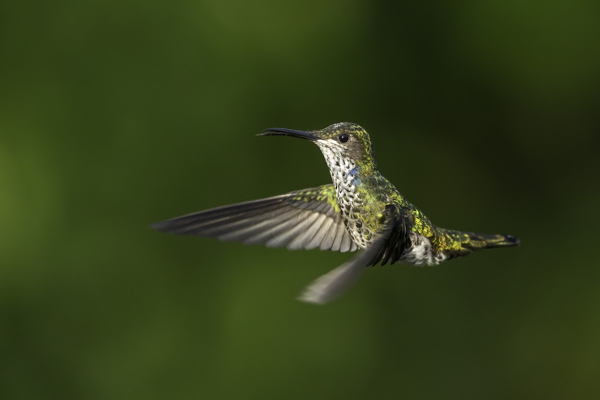 White-necked Jacobin - ML626036763