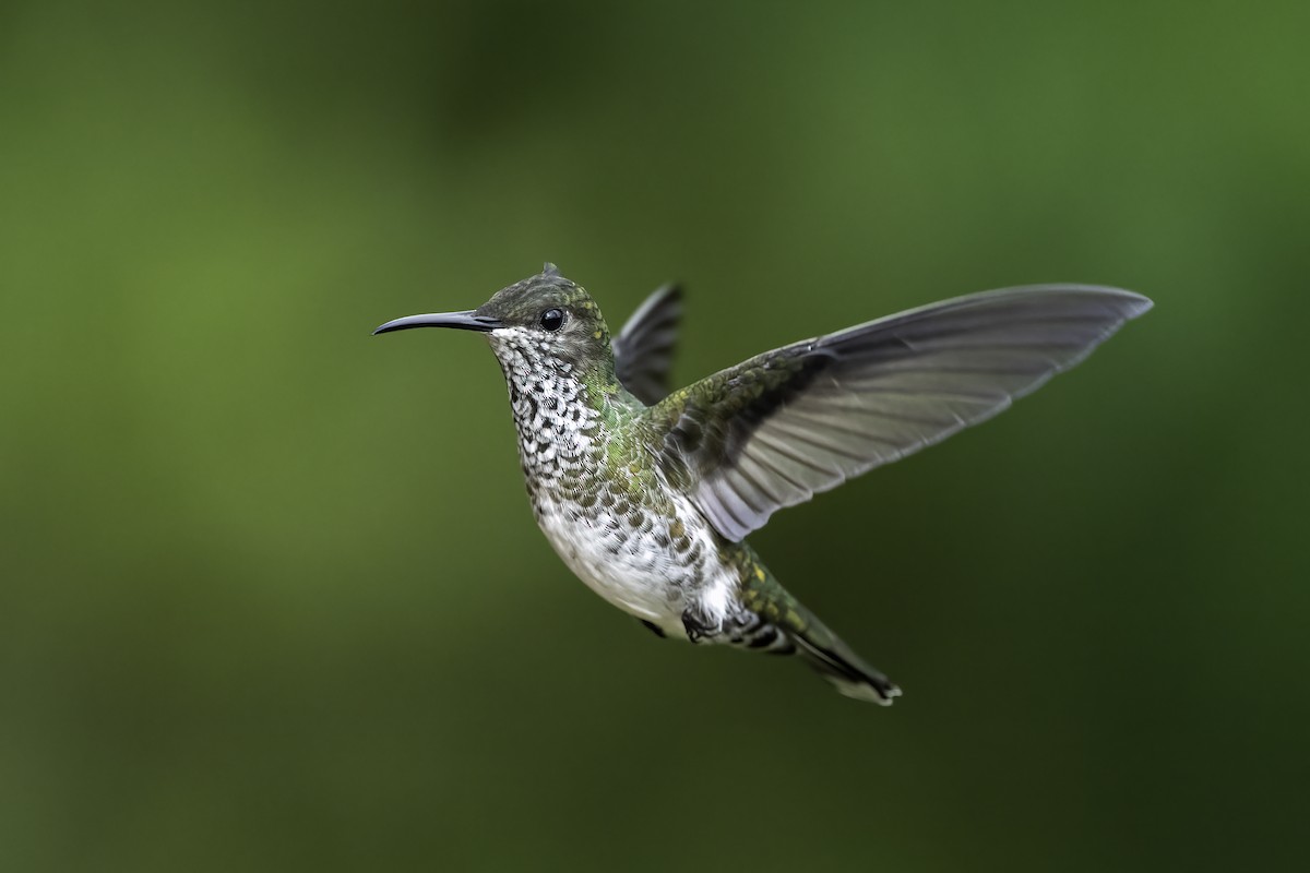 White-necked Jacobin - ML626036764