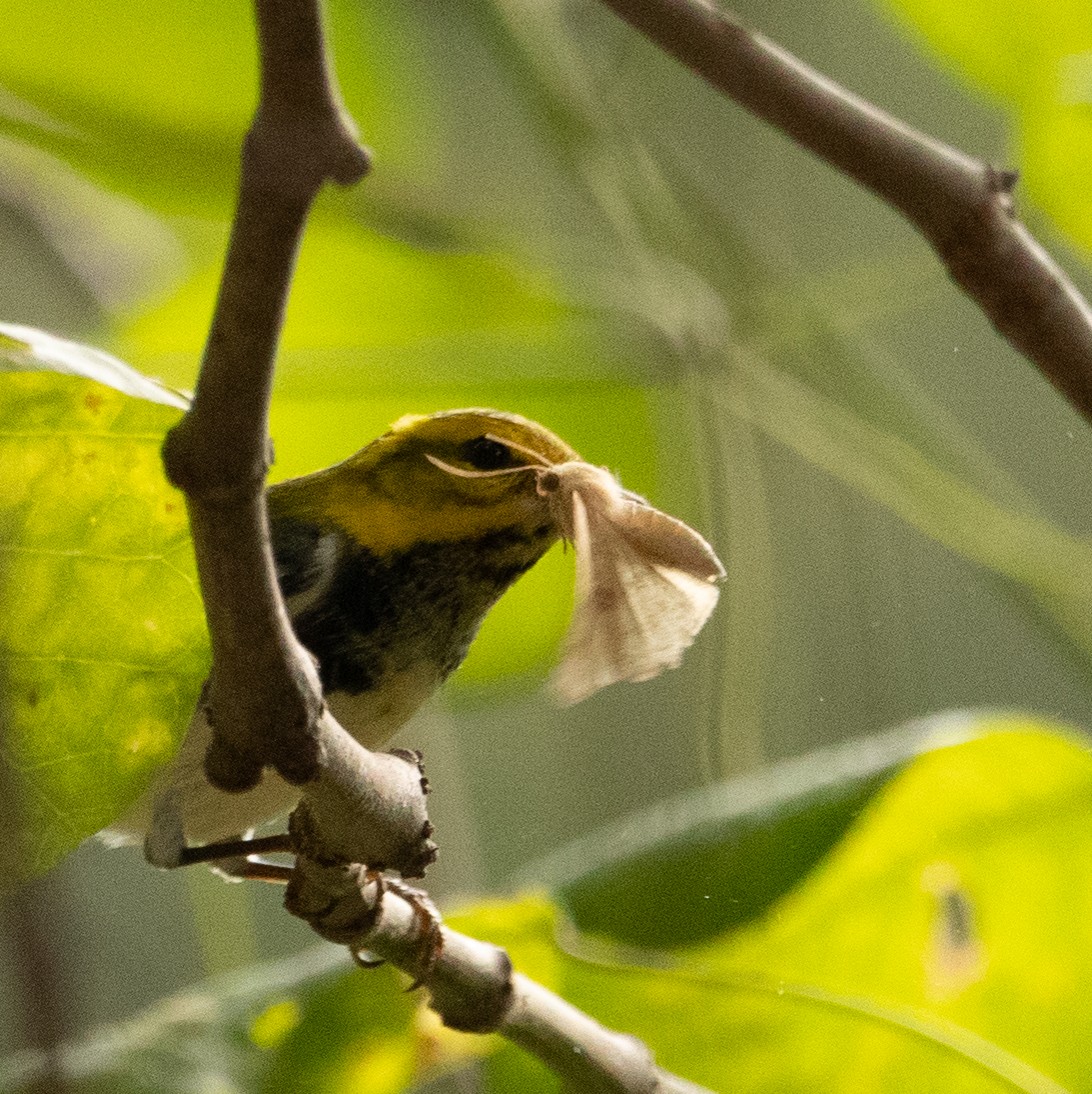 Black-throated Green Warbler - ML626036862