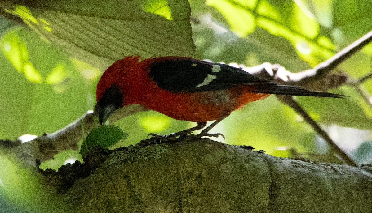 White-winged Tanager - ML626036879