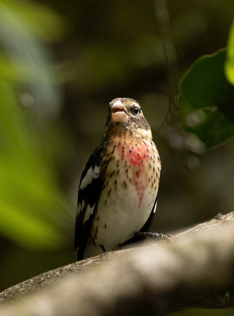 Rose-breasted Grosbeak - ML626036882