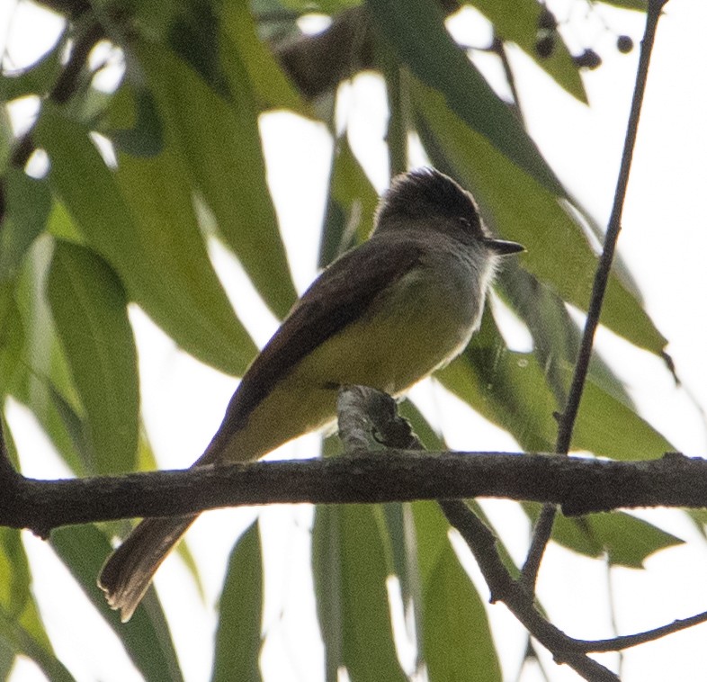 Dusky-capped Flycatcher - ML626036991