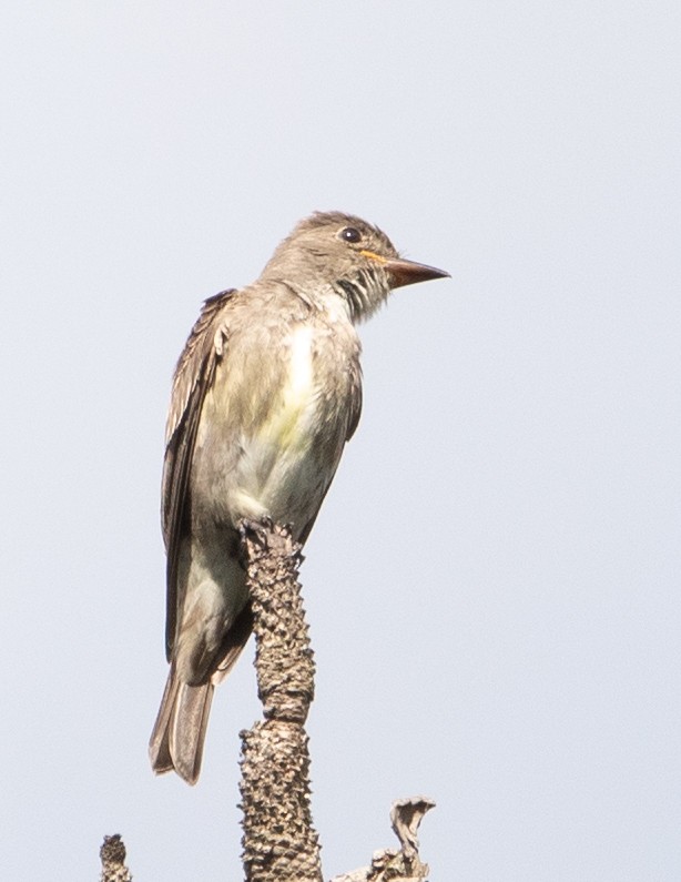 Greater Pewee - ML626036996