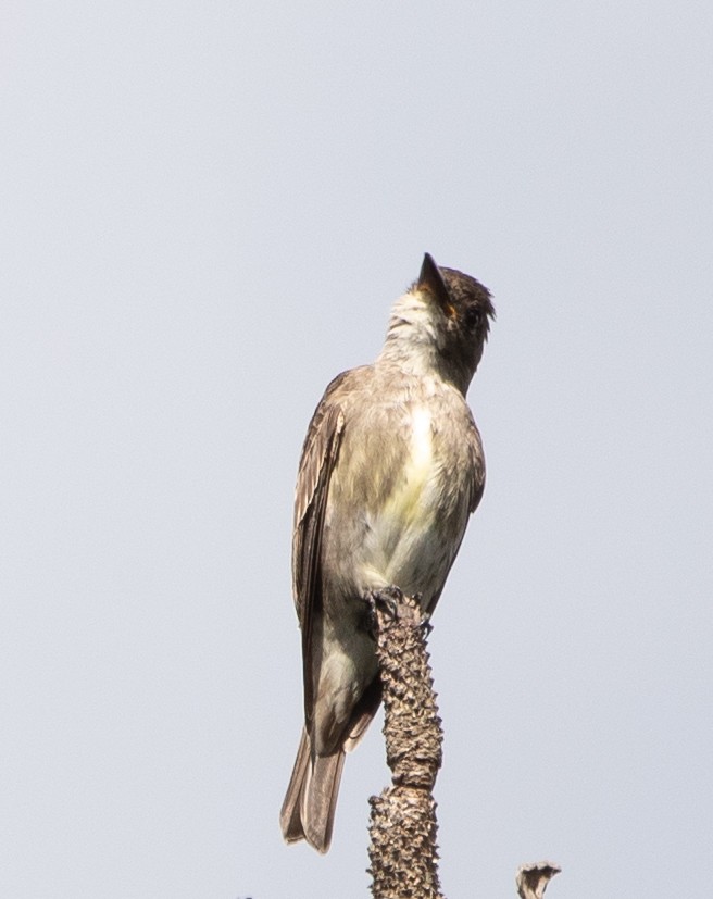 Greater Pewee - ML626036997