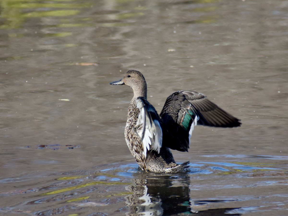 Green-winged Teal - ML626037393