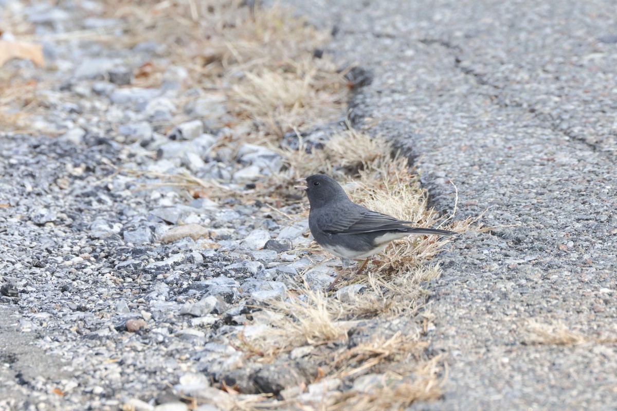 Dark-eyed Junco - ML626037463