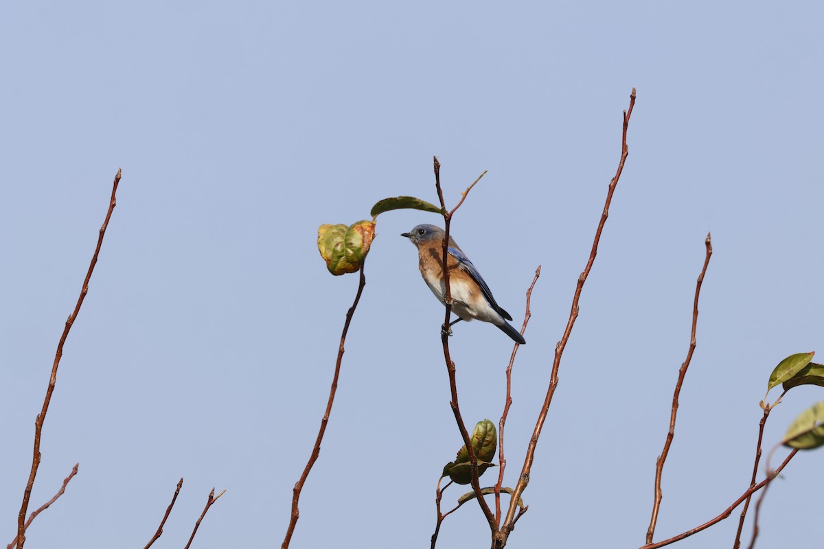 Eastern Bluebird - ML626037483