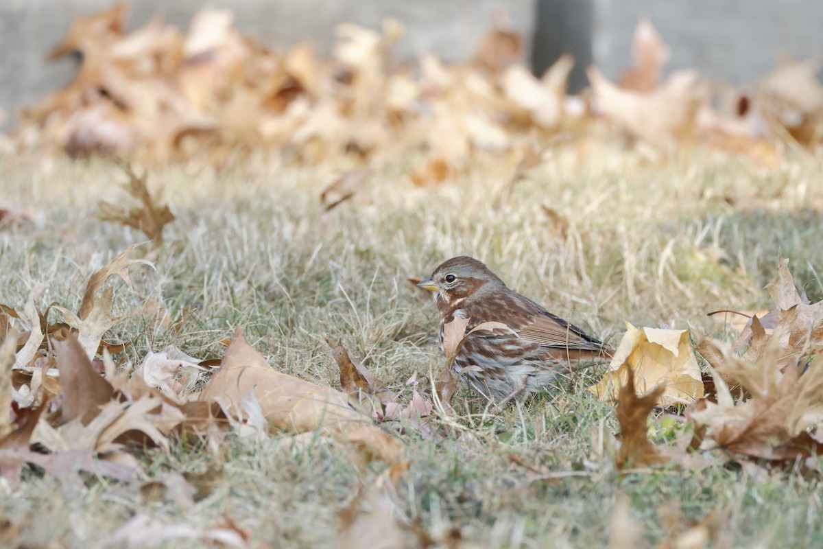 Fox Sparrow (Red) - ML626037500