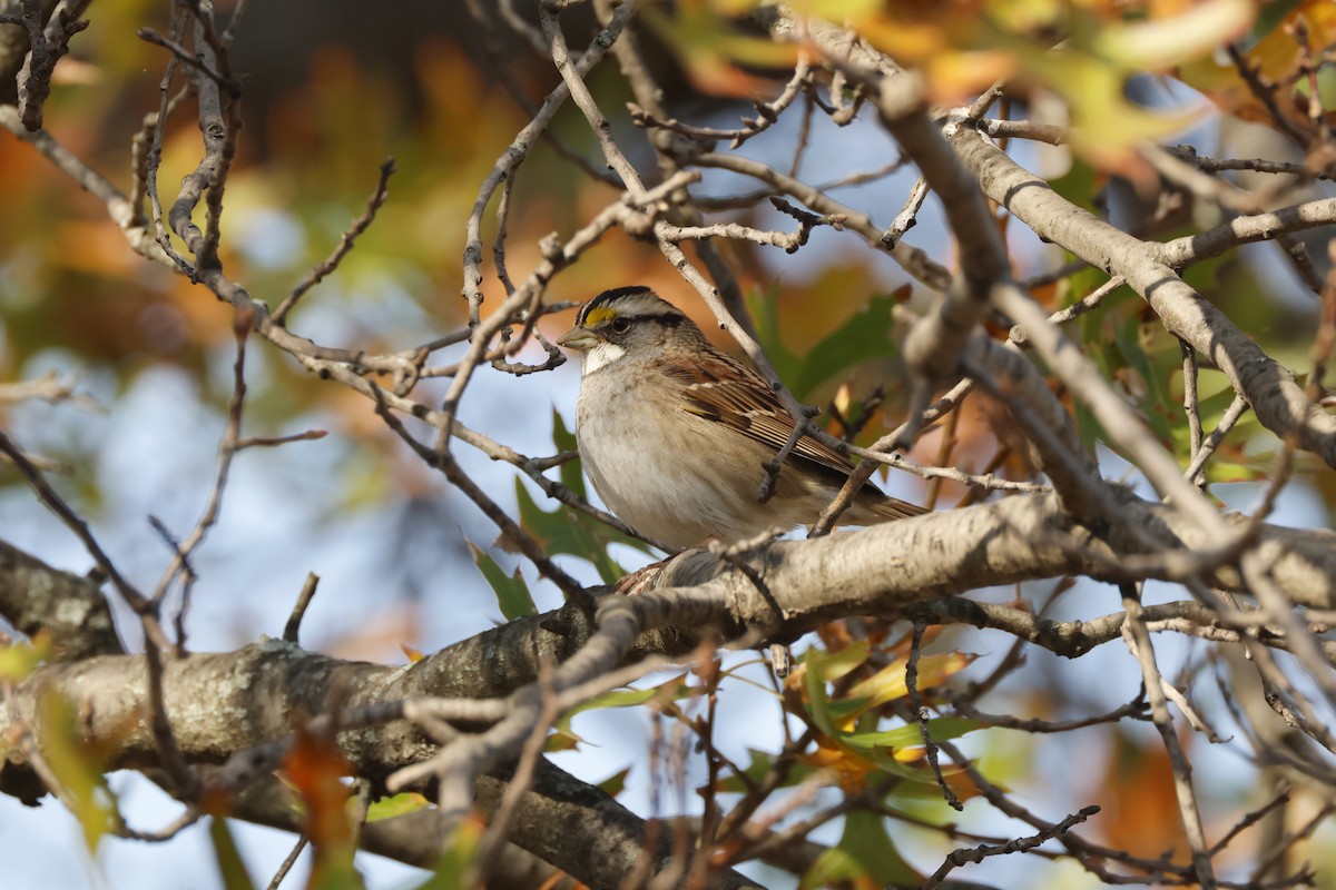 White-throated Sparrow - ML626037523