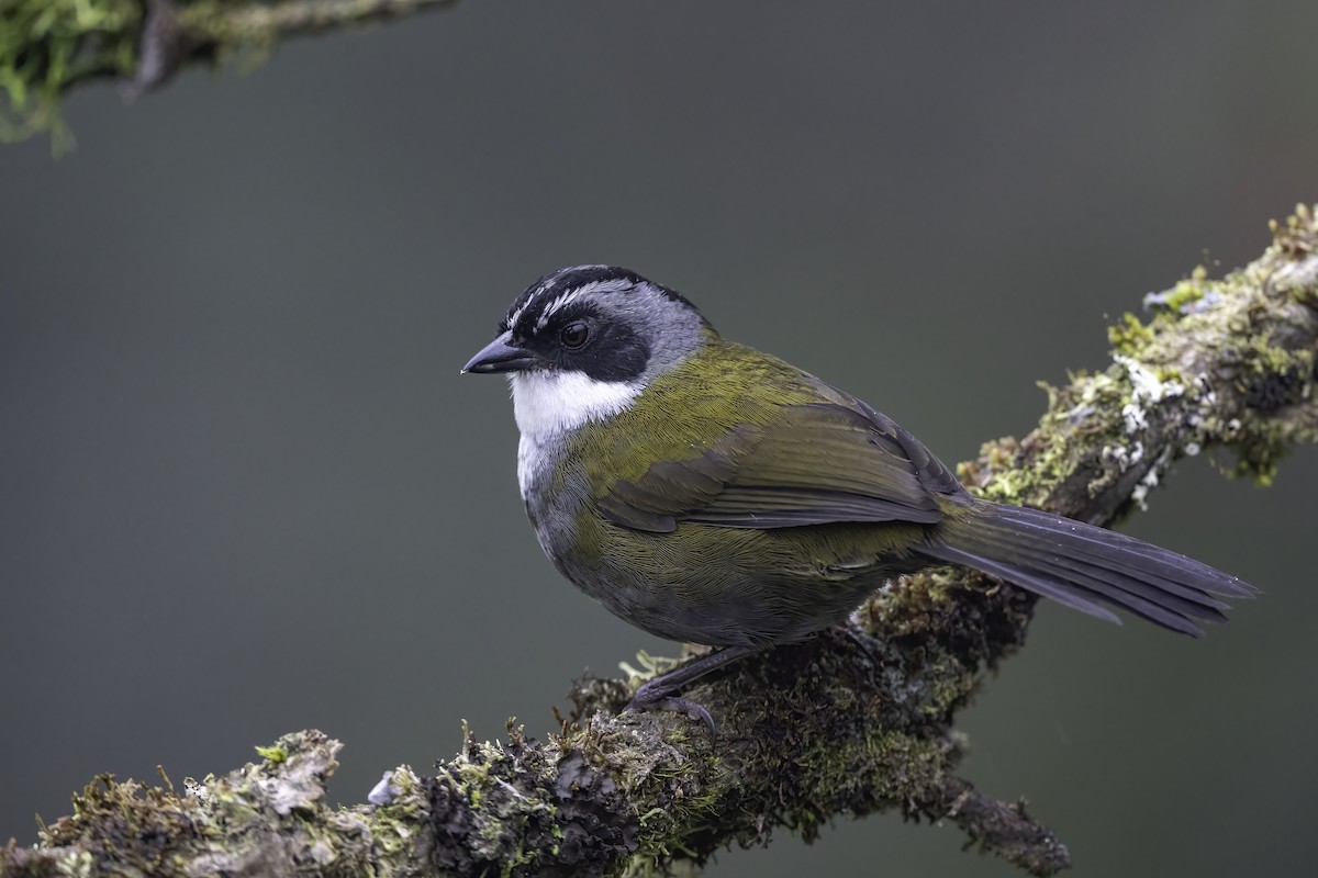 Gray-browed Brushfinch - ML626037618