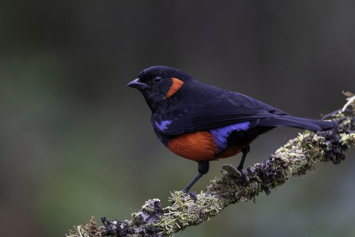 Scarlet-bellied Mountain Tanager - ML626037637