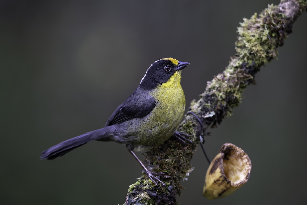 Pale-naped Brushfinch - ML626037676