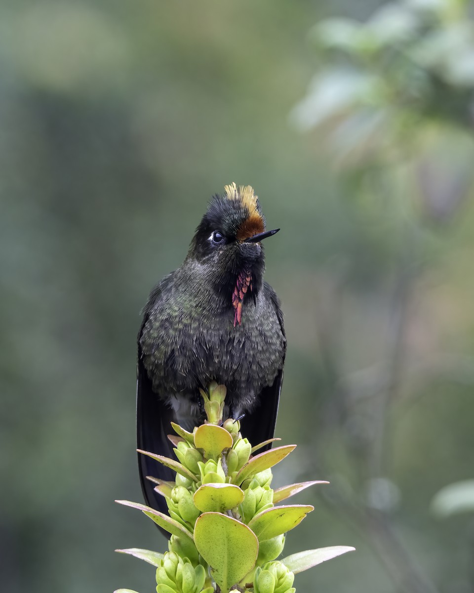 Rainbow-bearded Thornbill - ML626037705