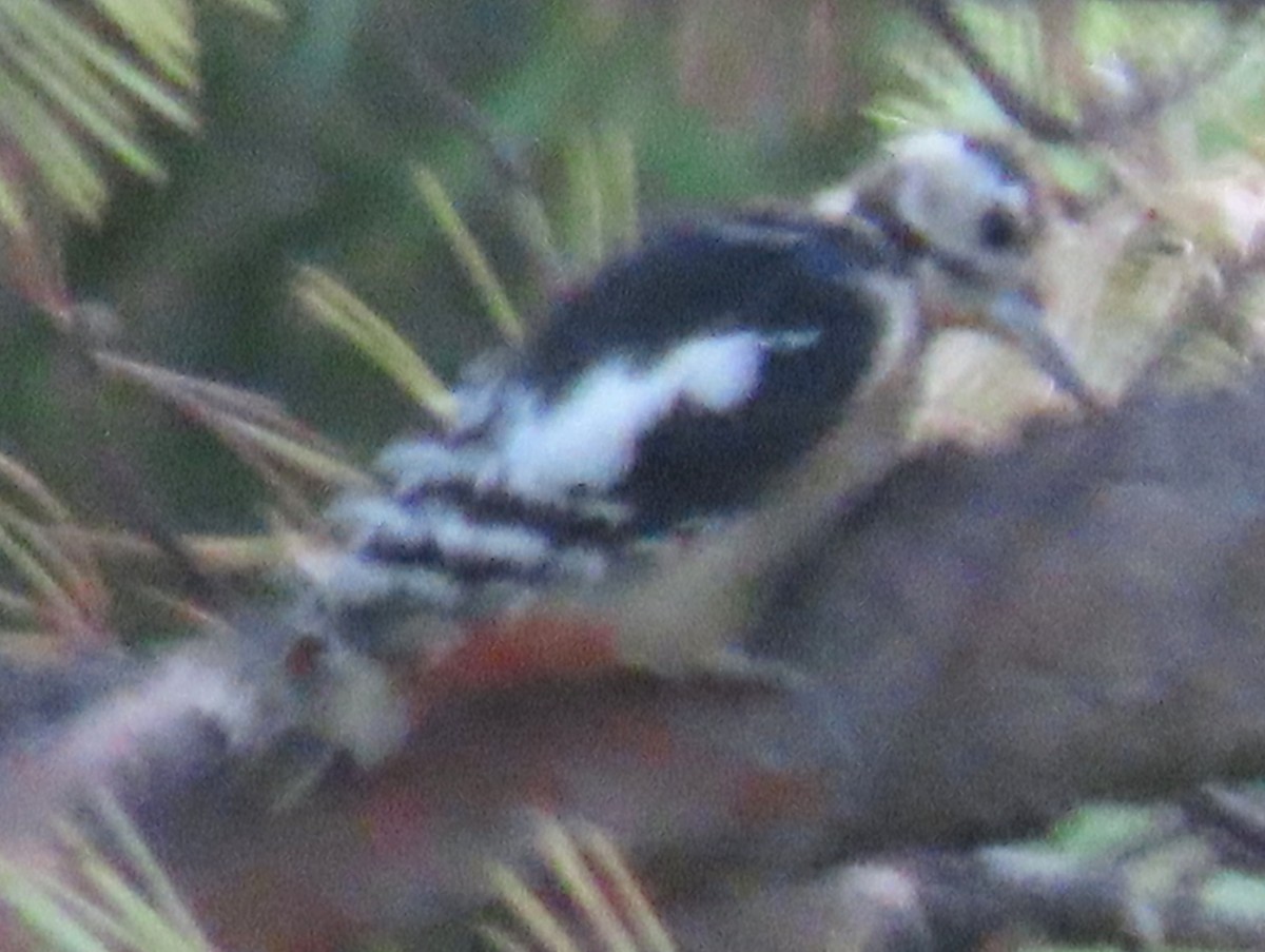 Great Spotted Woodpecker - ML626037723