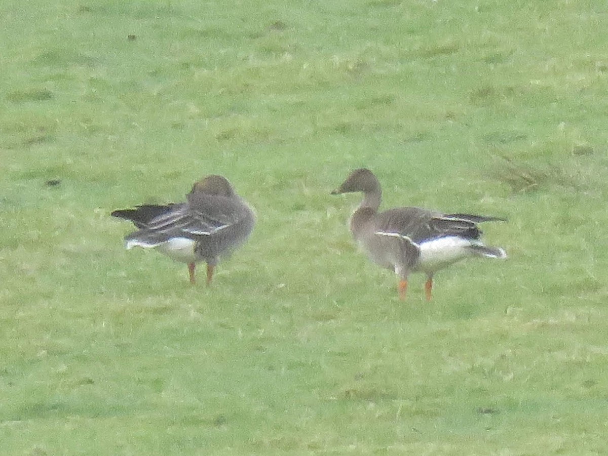 Tundra Bean-Goose - ML626038076