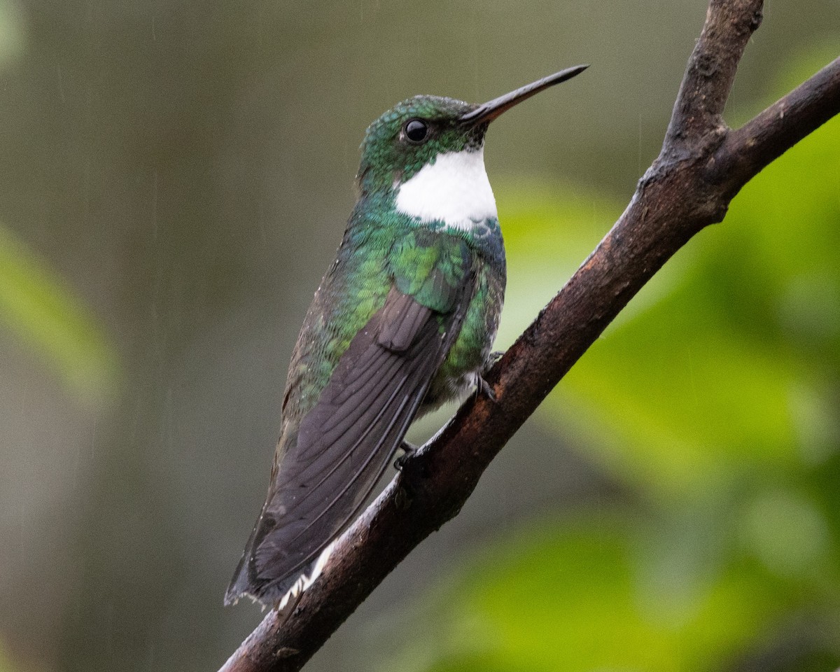 White-throated Hummingbird - ML626038251