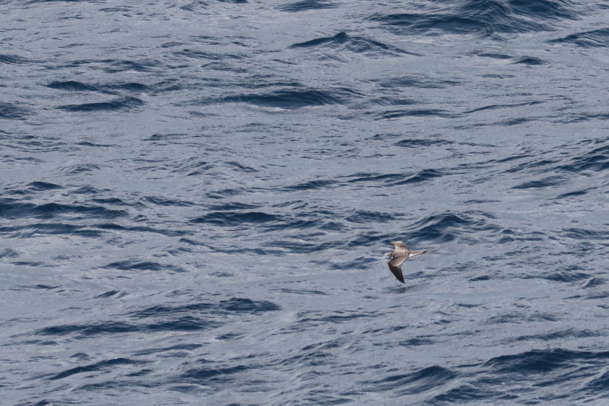 Streaked Shearwater - ML626038256