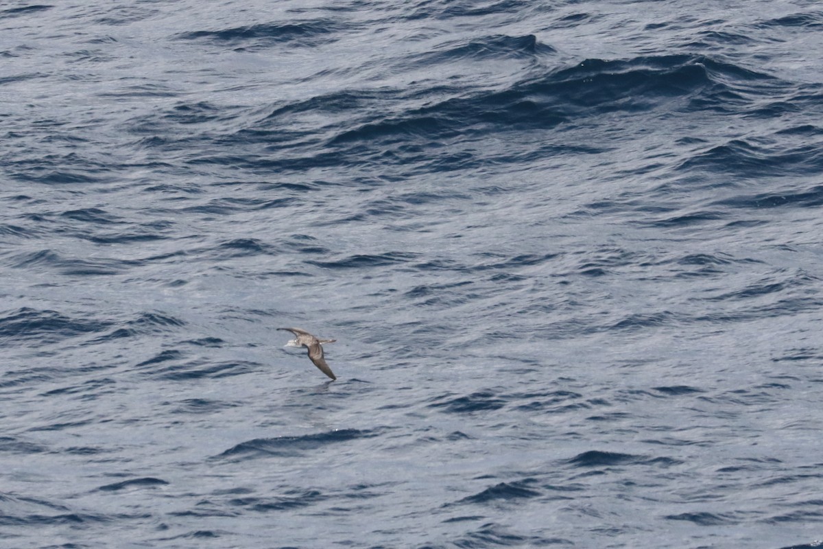 Streaked Shearwater - ML626038263