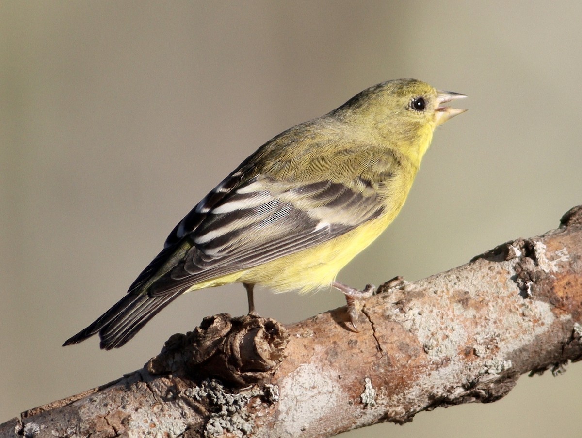 Lesser Goldfinch - ML626038461