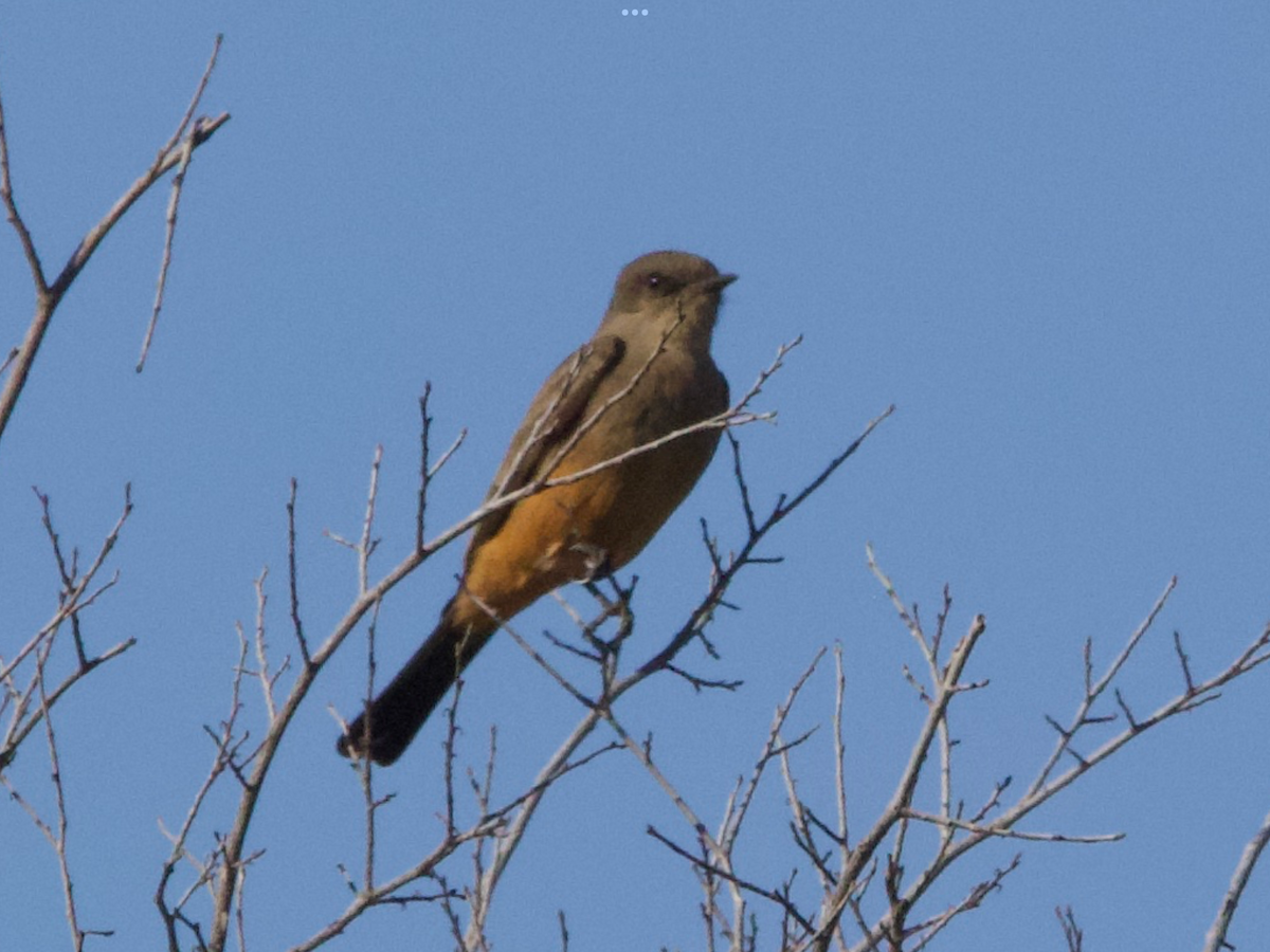 Say's Phoebe - ML626038504