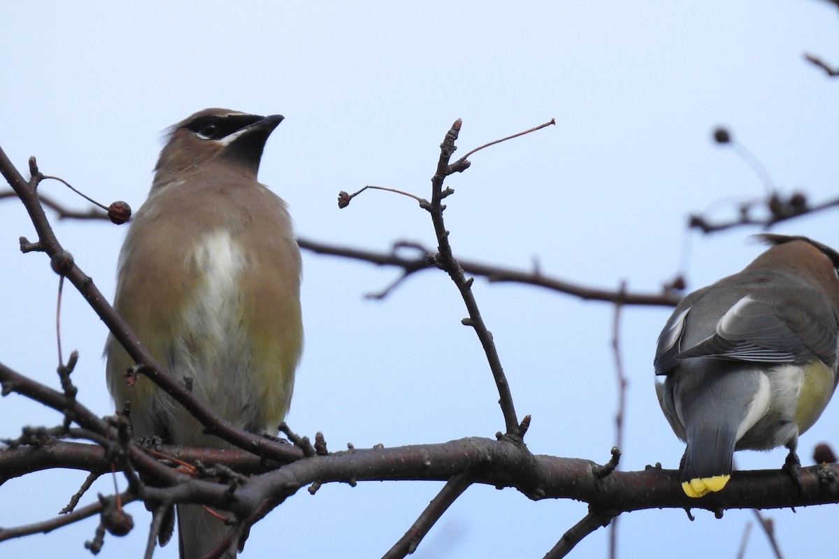 Cedar Waxwing - ML626038555