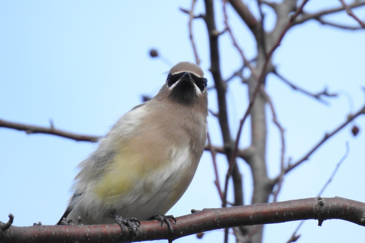 Cedar Waxwing - ML626038556