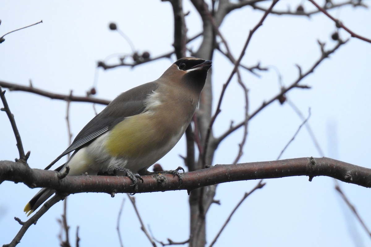 Cedar Waxwing - ML626038557