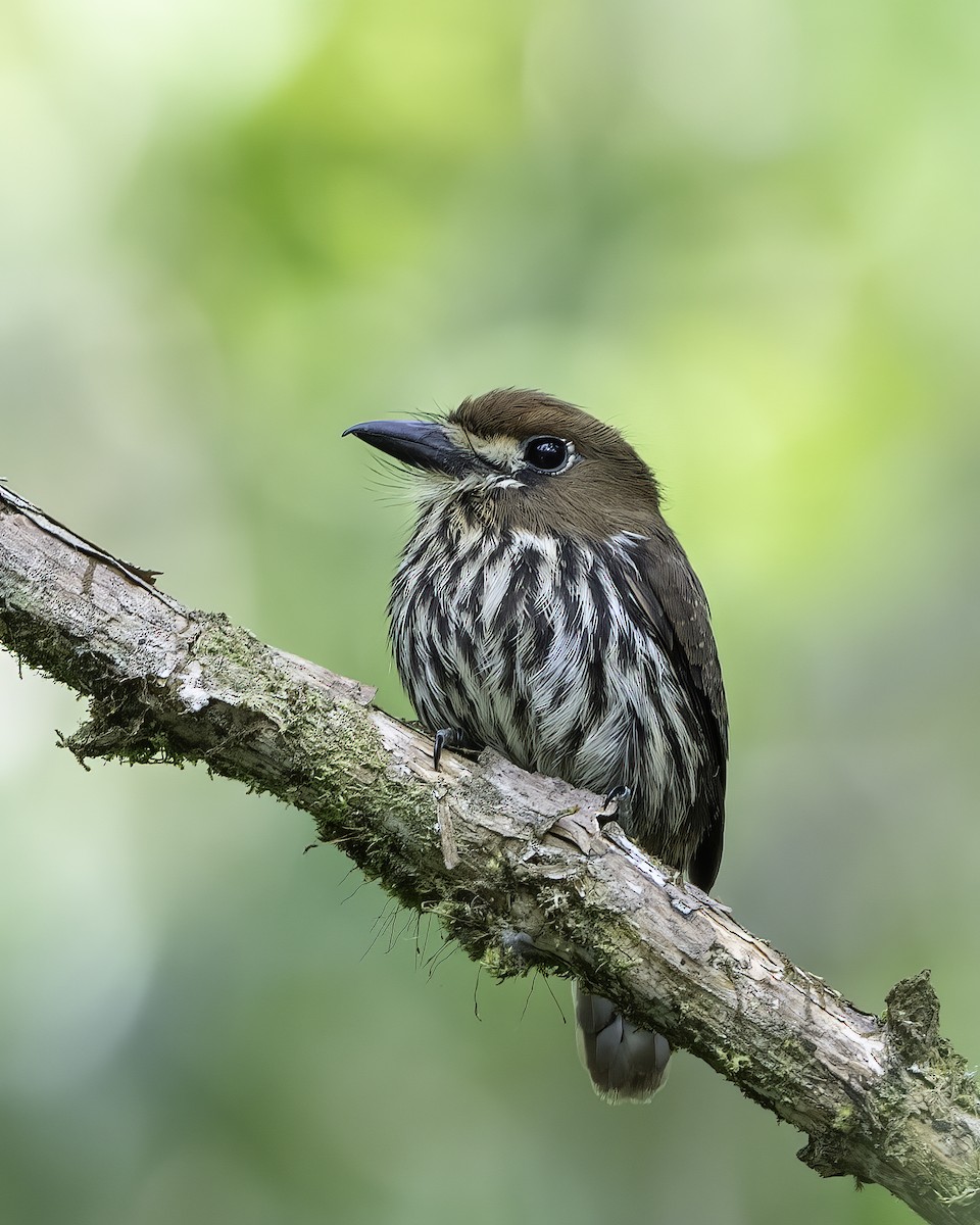 Lanceolated Monklet - ML626038686