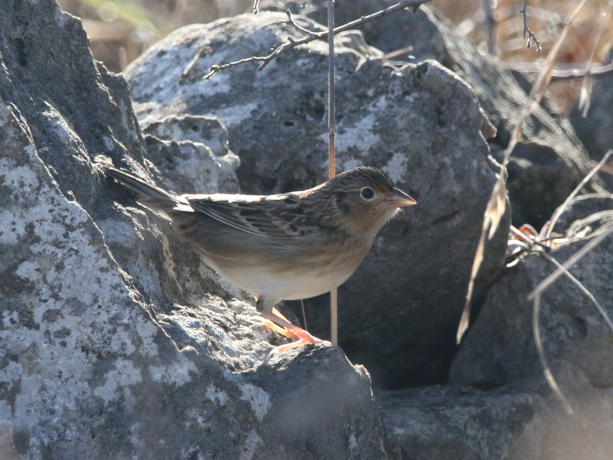 Grasshopper Sparrow - ML626038687