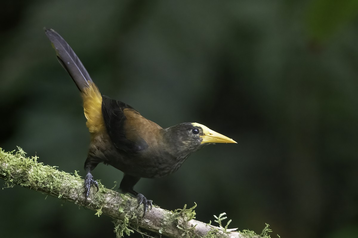 Russet-backed Oropendola - ML626038704