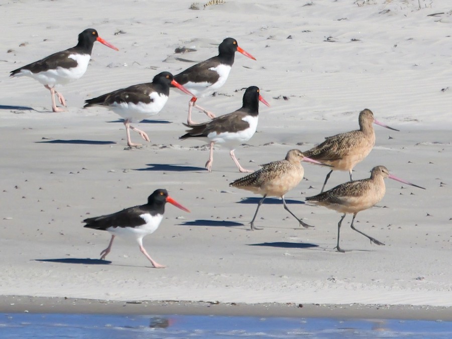 American Oystercatcher - Roger Horn