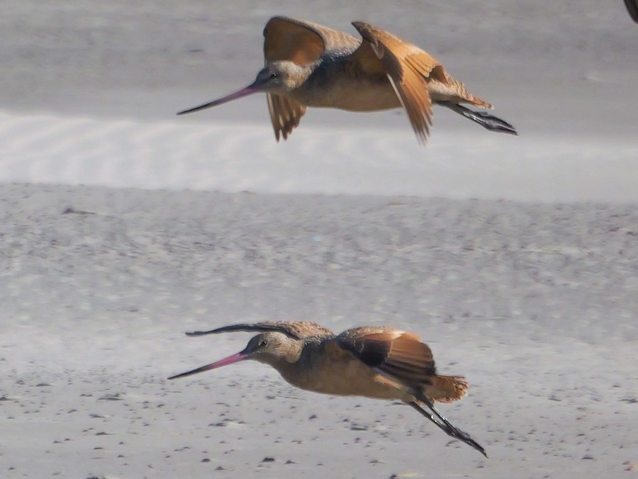 Marbled Godwit - Roger Horn