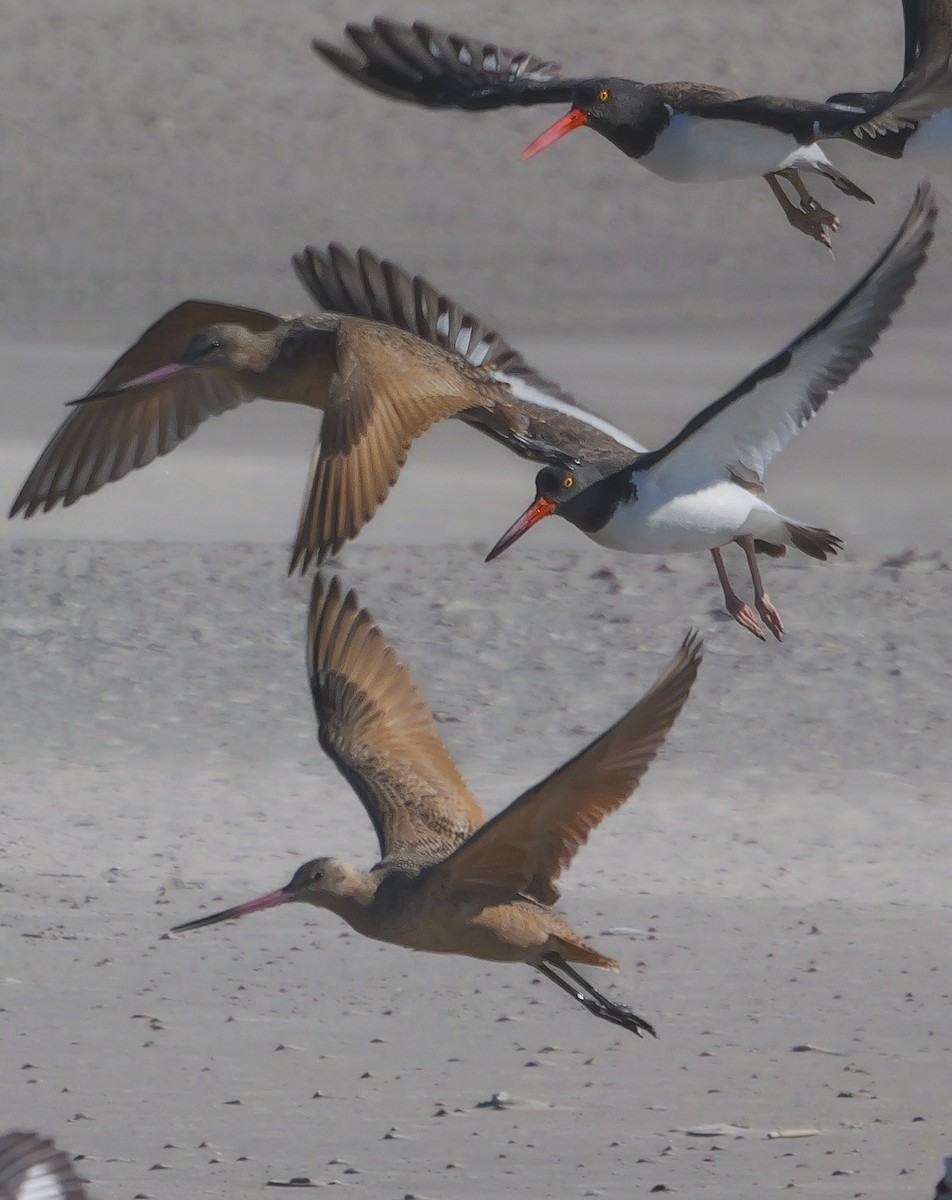 Marbled Godwit - ML626038792