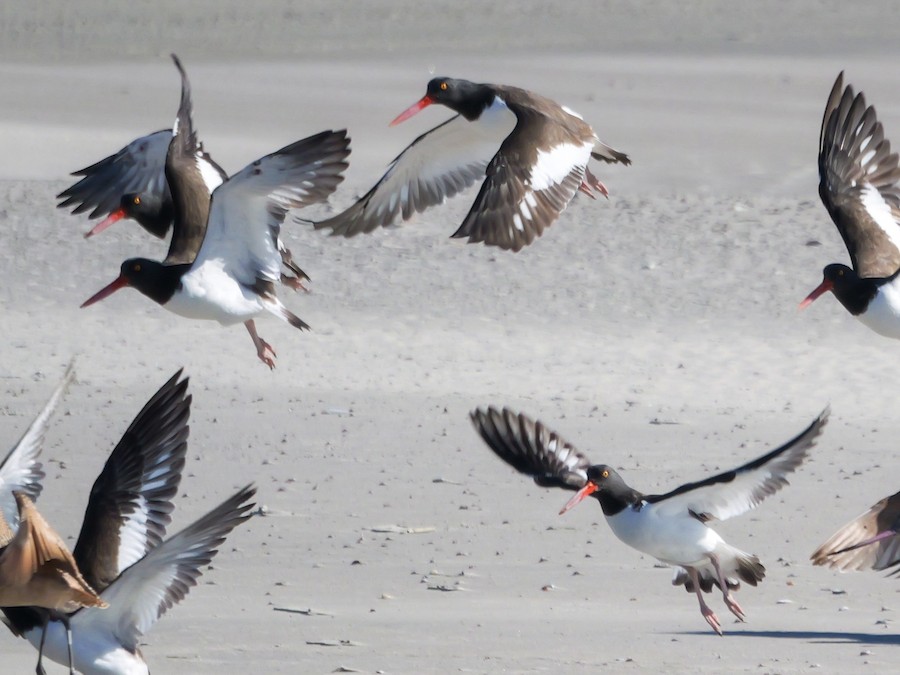 American Oystercatcher - Roger Horn