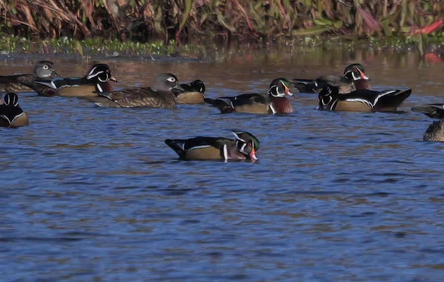 Wood Duck - Roger Horn