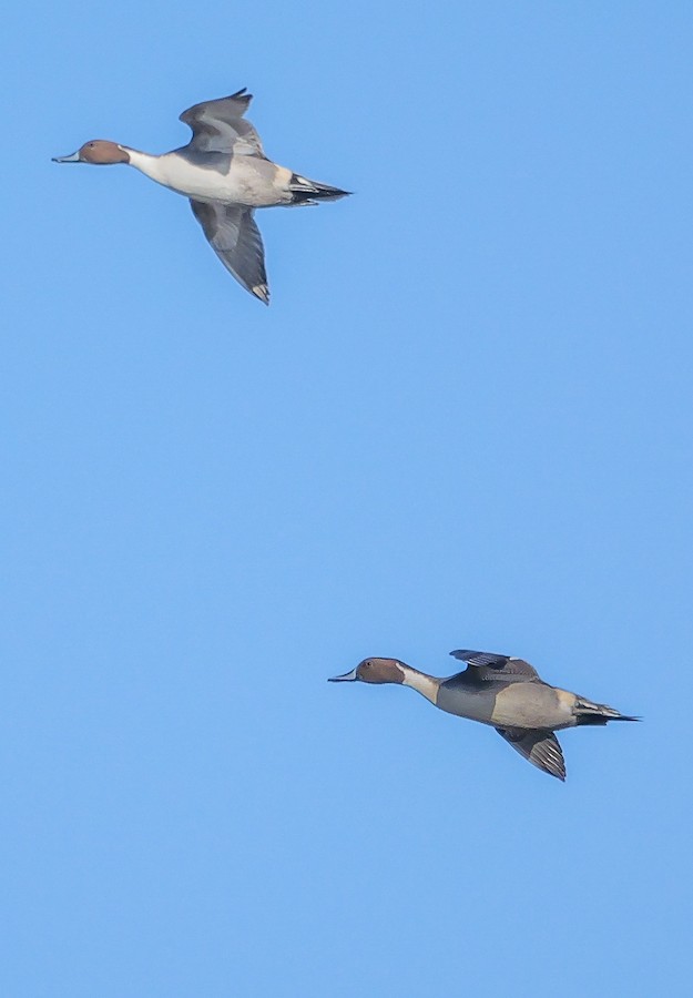 Northern Pintail - Roger Horn