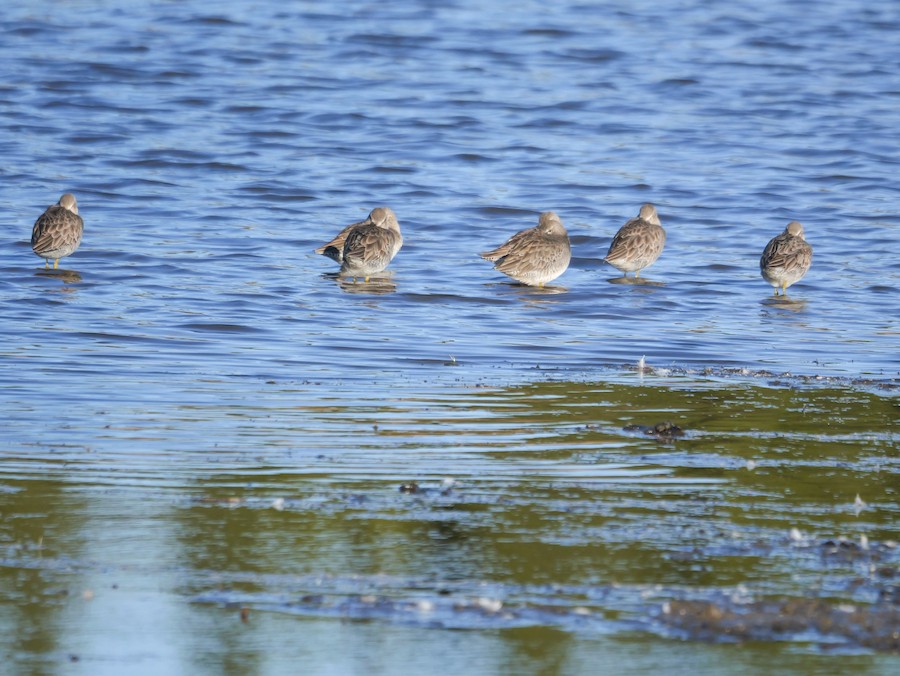 Long-billed Dowitcher - Roger Horn