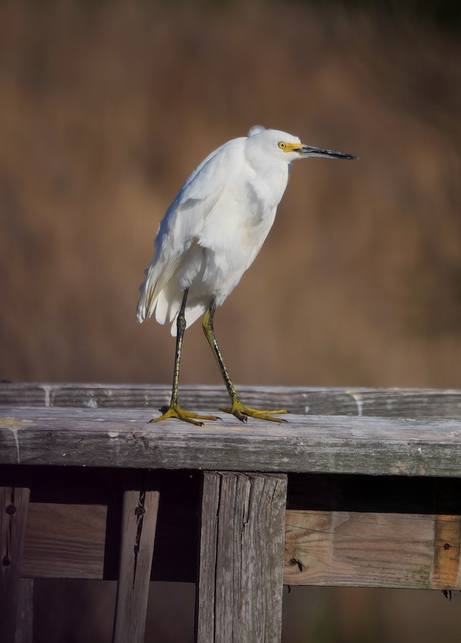 Snowy Egret - Roger Horn