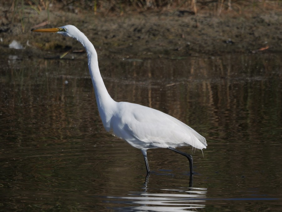 Great Egret - Roger Horn