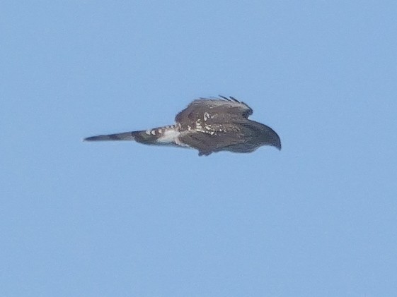 Cooper's Hawk - Roger Horn