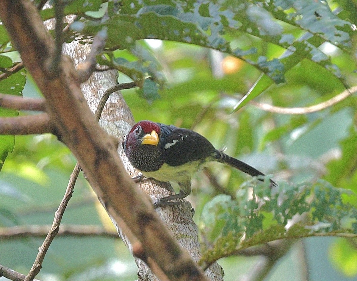 Western Yellow-billed Barbet - ML626039032