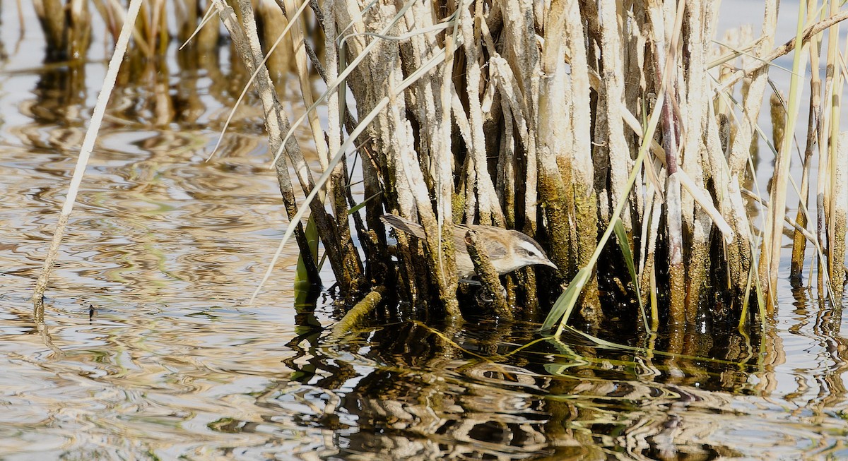 Moustached Warbler - ML626039097