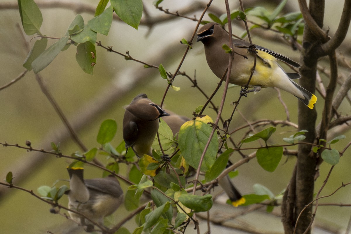 Cedar Waxwing - ML626039104