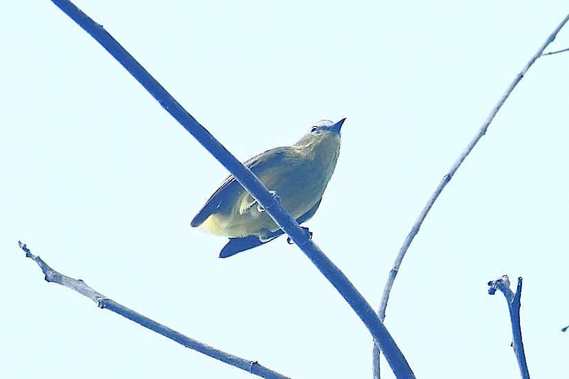 Yellow-bellied Tyrannulet - ML626039241